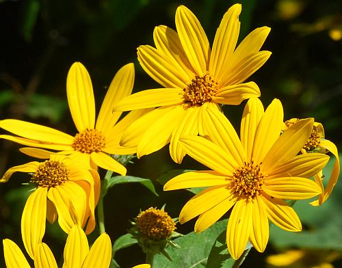 Helianthus_tuberosus_heads.jpg