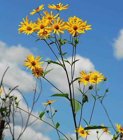 Helianthus_tuberosus_inflorescence.jpg