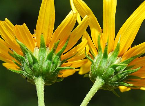 Helianthus_tuberosus_involucres.jpg