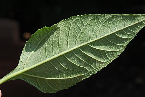 Helianthus_tuberosus_leaf2.jpg