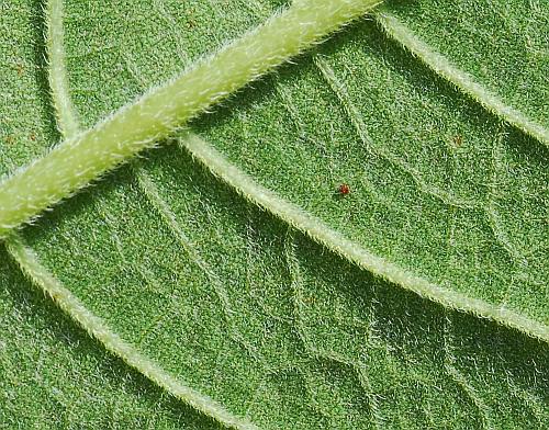 Helianthus_tuberosus_leaf2a.jpg