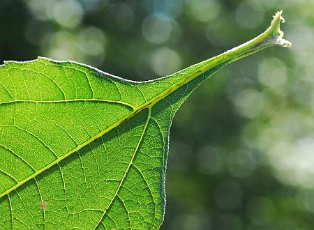 Helianthus_tuberosus_leaf3.jpg