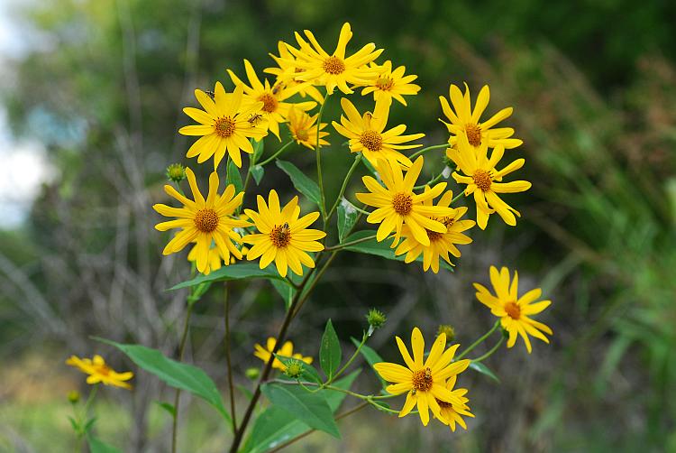 Helianthus_tuberosus_plant.jpg