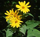 Helianthus tuberosus thumbnail