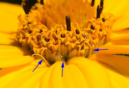 Heliopsis_helianthoides_diagram.jpg