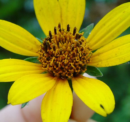 Heliopsis_helianthoides_flowers_close.jpg