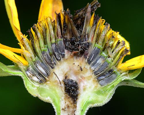 Heliopsis_helianthoides_fruits.jpg