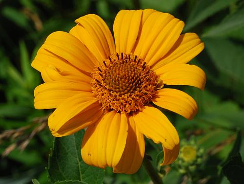 Heliopsis_helianthoides_head.jpg