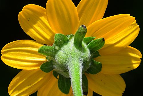 Heliopsis_helianthoides_involucre.jpg