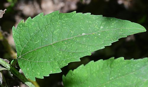 Heliopsis_helianthoides_leaf1.jpg