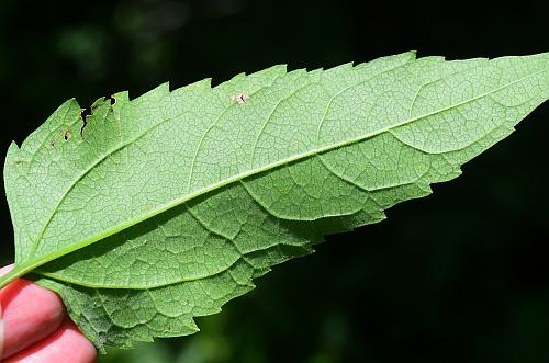Heliopsis_helianthoides_leaf2.jpg