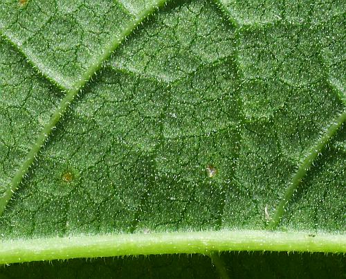 Heliopsis_helianthoides_leaf2a.jpg