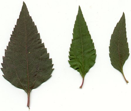 Heliopsis_helianthoides_leaves.jpg