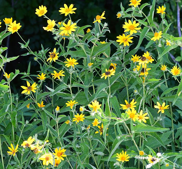 Heliopsis_helianthoides_plant.jpg