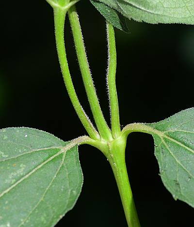 Heliopsis_helianthoides_stem.jpg