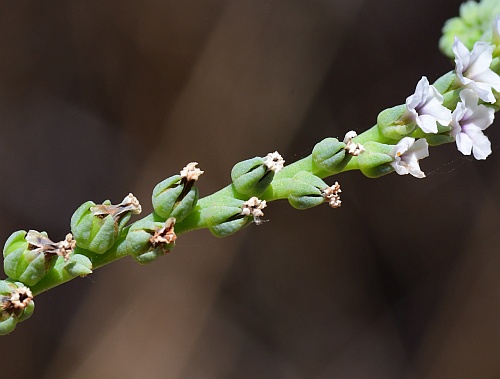 Heliotropium_curassavicum_ff.jpg