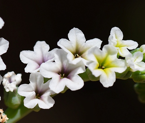Heliotropium_curassavicum_flowers.jpg