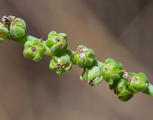 Heliotropium_curassavicum_fruits.jpg
