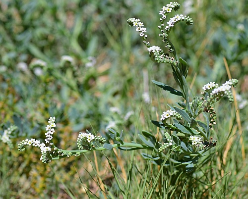 Heliotropium_curassavicum_habit.jpg