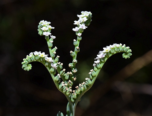 Heliotropium_curassavicum_inflorescence1.jpg