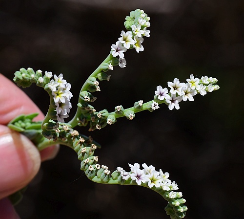 Heliotropium_curassavicum_inflorescence2.jpg