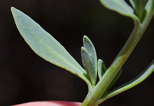 Heliotropium_curassavicum_leaf1.jpg