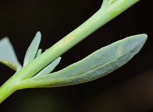 Heliotropium_curassavicum_leaf2.jpg