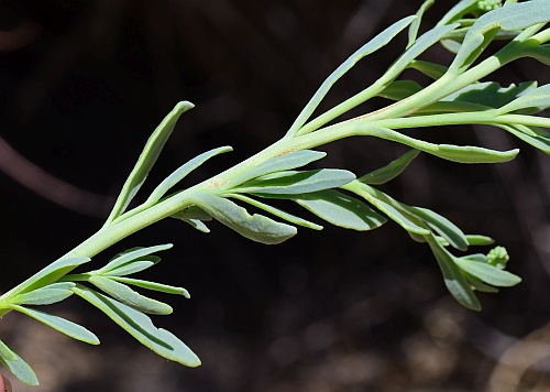 Heliotropium_curassavicum_leaves.jpg