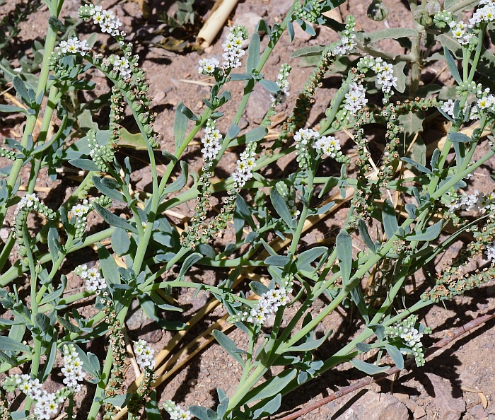 Heliotropium_curassavicum_plant.jpg
