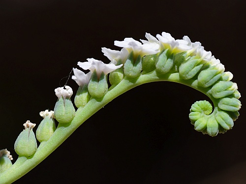 Heliotropium_curassavicum_scorpioid.jpg