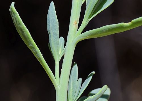 Heliotropium_curassavicum_stem.jpg