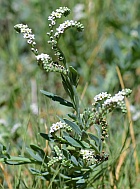 Heliotropium curassavicum thumbnail