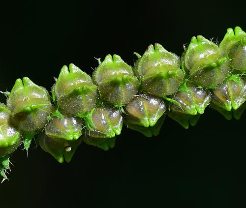 Heliotropium_indicum_fruits.jpg