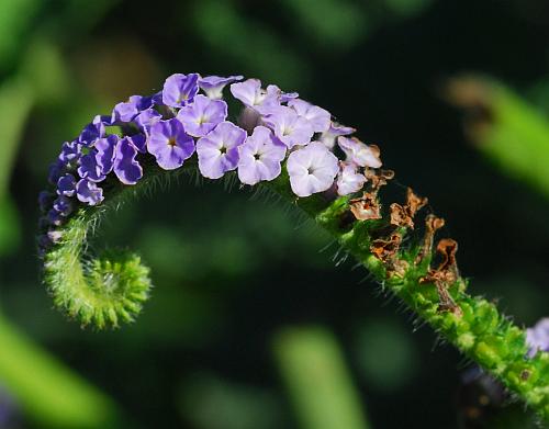 Heliotropium_indicum_inflorescence.jpg