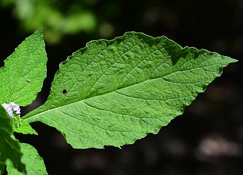 Heliotropium_indicum_leaf1.jpg