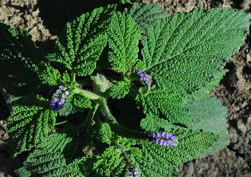 Heliotropium_indicum_leaves.jpg