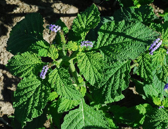 Heliotropium_indicum_plant.jpg