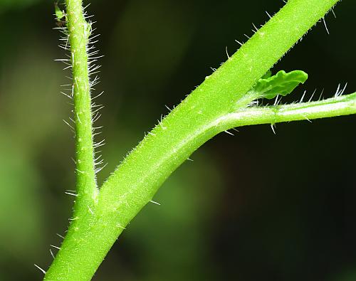 Heliotropium_indicum_stem.jpg