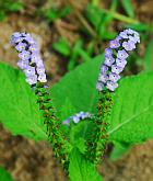 Heliotropium indicum thumbnail