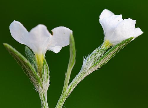 Heliotropium_tenellum_calyx.jpg