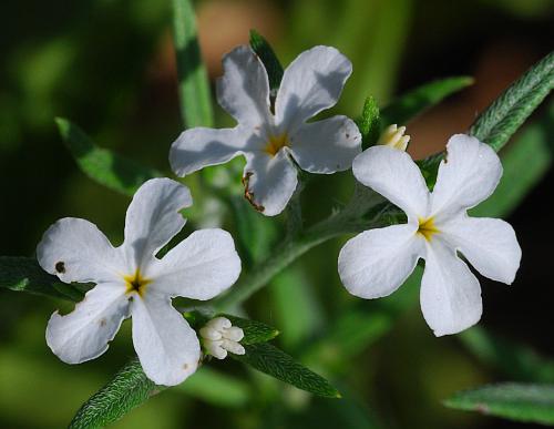 Heliotropium_tenellum_corollas.jpg