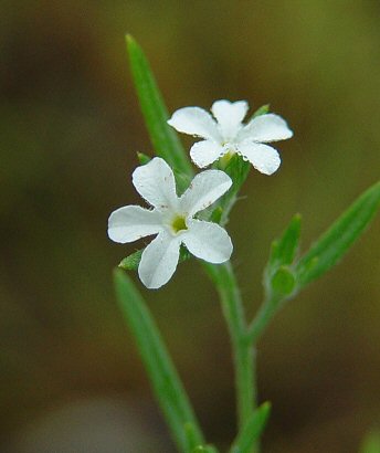 Heliotropium_tenellum_flower.jpg