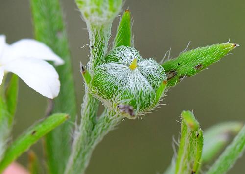 Heliotropium_tenellum_fruits.jpg