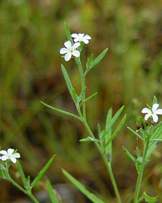 Heliotropium_tenellum_inflorescence.jpg