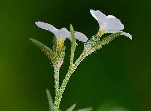 Heliotropium_tenellum_inflorescence2.jpg