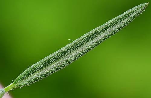 Heliotropium_tenellum_leaf1.jpg