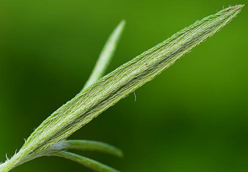 Heliotropium_tenellum_leaf2.jpg