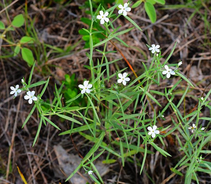 Heliotropium_tenellum_plant.jpg