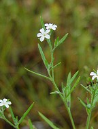 Heliotropium tenellum thumbnail