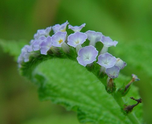 Heliptropium_indicum_flowers.jpg